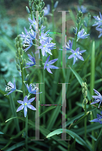 Picture of Camassia cusickii 