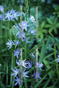 Picture of Camassia cusickii 