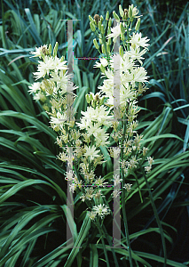 Picture of Camassia leichtlinii 'Plena'