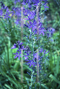 Picture of Camassia leichtlinii 'Coerulea'