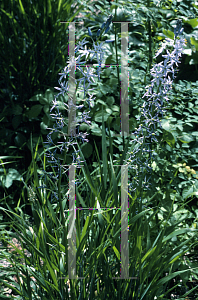 Picture of Camassia leichtlinii 'Coerulea'