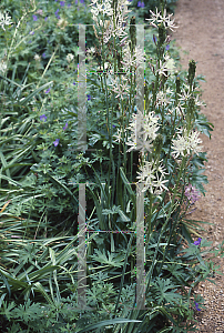 Picture of Camassia leichtlinii 'Alba'