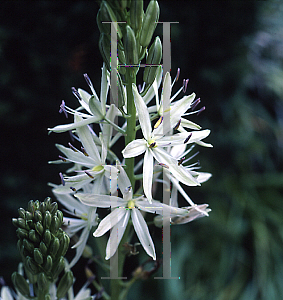 Picture of Camassia leichtlinii 'Alba'