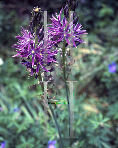 Picture of Camassia leichtlinii 'Coerulea'