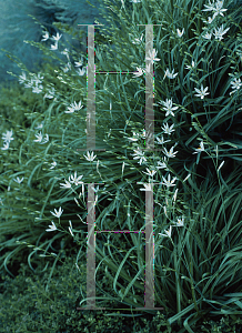 Picture of Camassia quamash 'Alba'