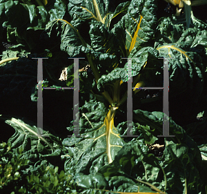 Picture of Beta vulgaris var. flavescens 'Bright Lights'