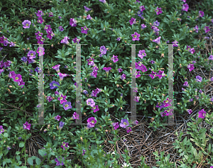 Picture of Calibrachoa  'Million Bells Trailing Blue'