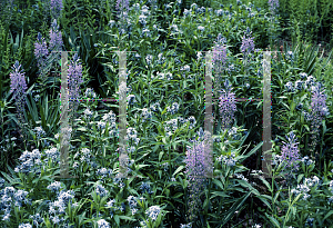 Picture of Camassia scilloides 