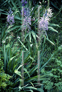 Picture of Camassia scilloides 