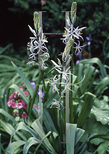 Picture of Camassia scilloides 