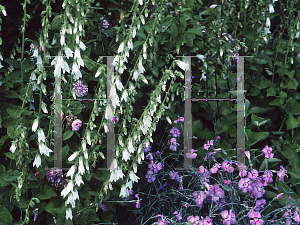 Picture of Campanula alliariifolia 