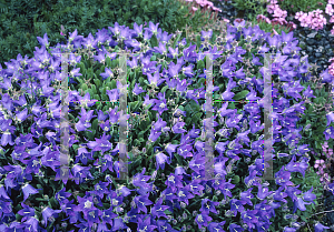 Picture of Campanula aucheri 