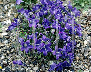 Picture of Campanula bellidifolia 