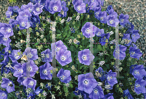 Picture of Campanula carpatica var. turbinata 