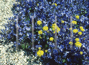 Picture of Campanula carpatica var. turbinata 'Isabelle'