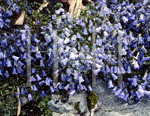 Picture of Campanula cochleariifolia 