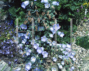 Picture of Campanula formanekiana 