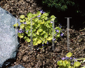 Picture of Campanula garganica 'Dickson's Gold'