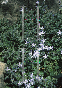 Picture of Campanula garganica var. hirsuta 