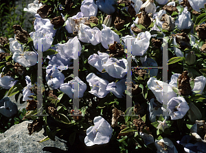 Picture of Campanula incurva 