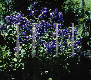 Picture of Campanula lactiflora 