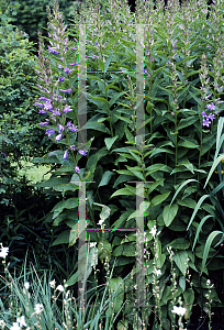 Picture of Campanula lactiflora 