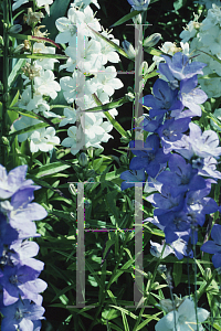 Picture of Campanula lactiflora 