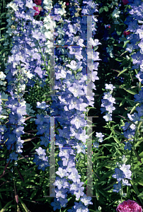 Picture of Campanula lactiflora 