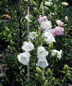 Picture of Campanula medium 'Alba'