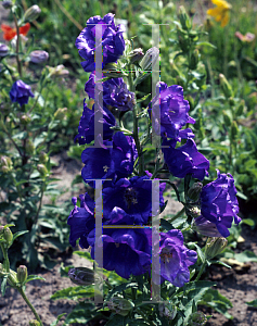 Picture of Campanula medium 'Calycanthema'