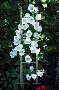 Picture of Campanula medium 'Dean Hybrid'