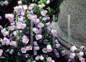 Picture of Campanula medium 'Rosea'