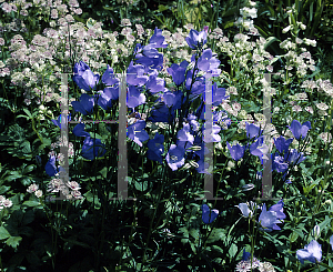 Picture of Campanula persicifolia 