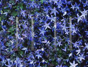 Picture of Campanula poscharskyana 