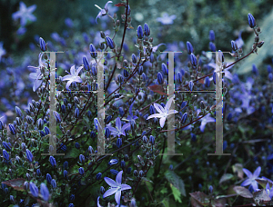 Picture of Campanula poscharskyana 