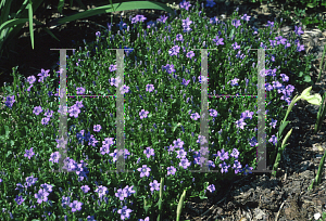 Picture of Campanula portenschlagiana 