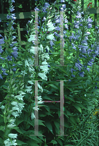 Picture of Campanula lactiflora 