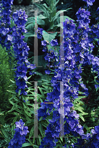 Picture of Campanula lactiflora 'Highcliffe'