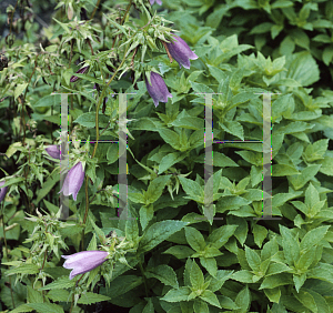 Picture of Campanula punctata 