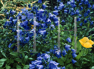 Picture of Campanula rhomboidalis 