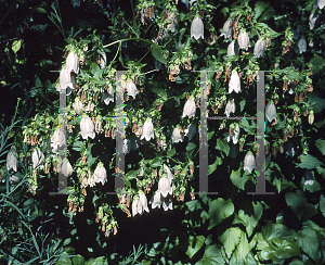 Picture of Campanula takesimana 