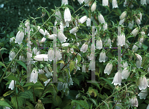 Picture of Campanula takesimana 