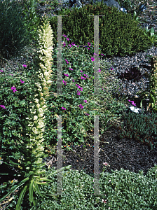 Picture of Campanula thrysoides 