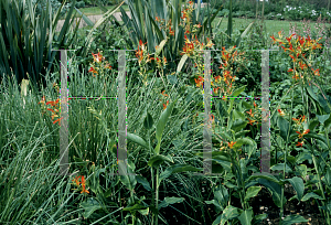 Picture of Canna indica 