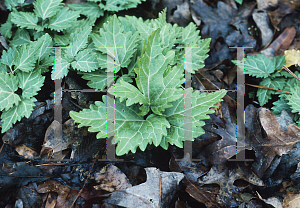 Picture of Cardamine diphylla 