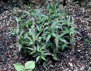 Picture of Cardamine waldsteinei 