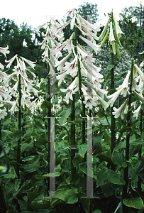 Picture of Cardiocrinum giganteum 