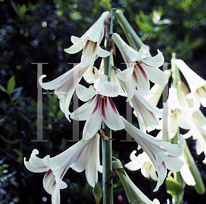 Picture of Cardiocrinum giganteum 