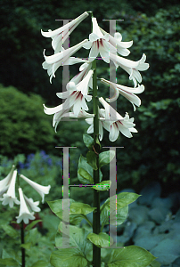 Picture of Cardiocrinum giganteum 