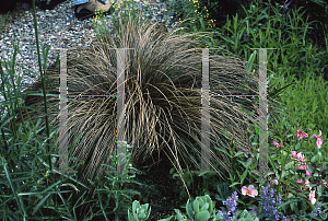 Picture of Carex comans 